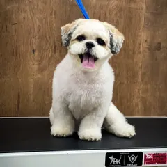 Here is Chotu after his grooming session, looking happy and refreshed. The puppy cut makes his coat manageable and highlights his adorable, expressive face.