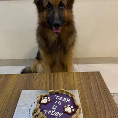 Every dog deserves a special cake on their big day. Here's Tzar, a handsome German Shepherd, ready to celebrate turning four with his custom Tailored Pawty Cake, complete with blueberry icing and crunchy, bone-shaped biscuits.
