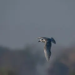 A Whiskered Tern in flight, caught mid-call. This action shot captures not just movement but also sound and emotion.
