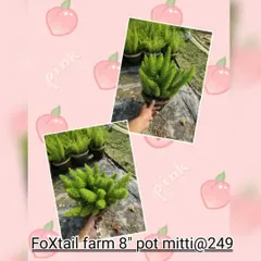 A collage showing the Foxtail Fern. Its arching plumes of light green, needle-like leaves look great in hanging baskets.