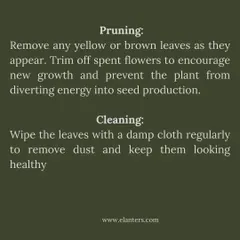 Peace Lily Care Part 2: Keep your plant looking its best by pruning yellow leaves and wiping the foliage with a damp cloth to remove dust.