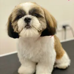 A beautiful example of a Shih Tzu teddy bear cut. This style involves leaving the fur slightly longer and rounded for a soft, cuddly appearance.