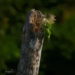 A dramatic shot of the White-Cheeked Barbet at work, with wood dust exploding from the nest hole. The dark background emphasizes the action.