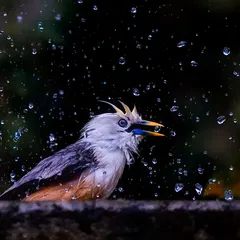 The beauty of this image is in the way light interacts with water. Each droplet from the bathing Malabar Starling is frozen in time, creating a sparkling texture against the dark forest background. This is a study in using high-speed photography to reveal hidden beauty.