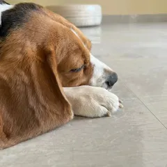 A peaceful moment for this sleeping beagle. The quiet indoor space is perfect for pets to rest and recharge after playtime.