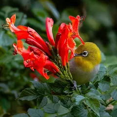 The same Warbling White-eye, now slightly turned, appears to be tasting the nectar. This shot shows a moment of natural feeding behavior, a key focus of my bird photography.