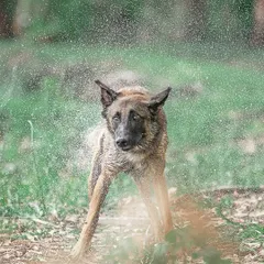 The post-swim shake. This perfectly timed shot captures the wild energy and goofy expression of my dog Floyd. It's a great reminder of his fun-loving personality.