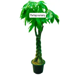 This is a beautifully braided Money Tree, also known as Pachira aquatica. It's a popular indoor plant believed to bring good fortune and prosperity, making it a perfect addition to a home or office.