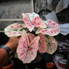 The colors on this Caladium are just incredible. We love finding these vibrant, eye-catching plants that bring so much life and personality to any collection.