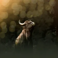 A majestic Gaur, or Indian Bison, is captured in a dramatic pose with beautiful backlighting and bokeh. This wildlife portrait highlights the strength and beauty of one of Karnataka's largest native animals.