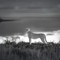 This composition brings you closer to the cheetah's world. The rich blacks and whites create a sense of depth and mood, turning a simple moment into a piece of fine art.