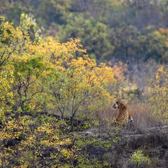 A tiger sits amidst the vibrant yellow hues of spring in Bandhavgarh. This image shows how seasonal colors can transform the landscape and create a beautiful, painterly photograph.