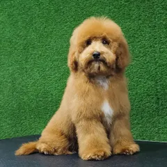 This fluffy Golden Doodle has a beautiful, soft coat that looks its best with a teddy bear trim. This style keeps the fur manageable while maintaining a cute, cuddly look.