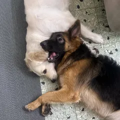 This picture captures their personalities perfectly. Zoey, the goofy queen, and Bella, the playful angel. Together, they are Zoella, which means "complete life," and they are the inspiration behind my training center.