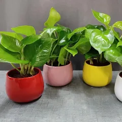 A vibrant set of Golden Pothos plants in colorful ceramic pots. These make for a cheerful and low-maintenance gift for birthdays, housewarmings, or any personal celebration.