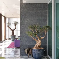Large statement plants transform a space. Here, a gnarled Bonsai and a mature Olive Tree act as bold, stylish focal points in a modern interior.