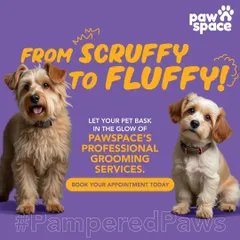 I specialize in transformations that go from scruffy to fluffy. This shows the power of a professional grooming session, which not only improves appearance but also coat health and overall comfort for your pet.