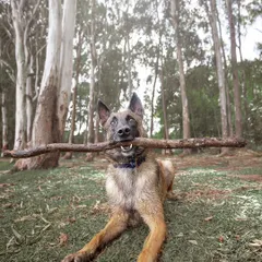A proud boy with his stick. This is Floyd in his element, enjoying the forest. Capturing these moments of pure dog happiness is one of my favorite things.