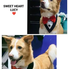 Here is Lucy, a handsome Indie dog, looking absolutely dapper in his tuxedo bandana after a full grooming session. We believe every rescued dog deserves to be pampered and shown just how special they are, and Lucy is a perfect example of a happy, confident dog ready for adoption.