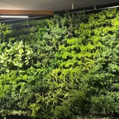 A lush vertical garden installed at the Karnataka Golf Association. This living wall acts as a stunning backdrop in the open cafe area, improving acoustics and air quality while making a bold design statement.