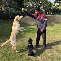 A game of fetch with our staff is a great way for dogs to get exercise and build a bond with our team. This Labrador is showing off some impressive jumping skills.