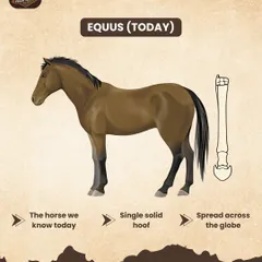 From tiny forest dwellers to the majestic animals we ride today, the evolution of the horse is incredible. Our educational series explores topics like this to give riders a deeper appreciation for their equine partners.