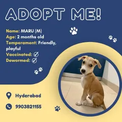 Two-month-old Maru was found near busy traffic in Hyderabad. Through our network, we help his rescuer share his story and find a safe, loving home for this playful pup.