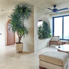 This home was a dream project, with a clear brief: let the plants be the decor. A sculptural Dracaena adds life and form to this minimalist space, proving that sometimes, nature is the only ornamentation you need.