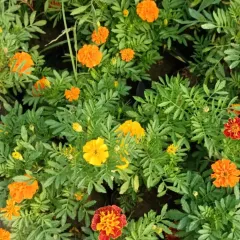 A close-up of our beautiful marigolds, available in shades of orange, yellow, and red. These are perfect for adding instant brightness to your garden or for festive decorations.