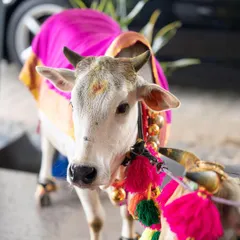 The details matter in a traditional ceremony. This is a close-up of the decorated calf, adorned with a vibrant pink silk cloth, colorful tassels, and traditional bells for a Sankranthi celebration and housewarming.