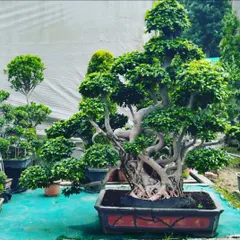 A classic Ficus bonsai in a traditional pot, showcasing its intricate trunk and dense canopy. We have a wide variety of bonsai trees suitable for different styles and settings.