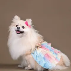 This fluffy Pomeranian looks like a princess in her pastel rainbow tutu. The solid brown background really makes her and the outfit the star of the show.