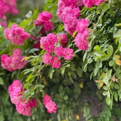 A close-up of vibrant pink climbing roses. We select rose varieties that are vigorous, disease-resistant, and provide a long season of beautiful blooms.