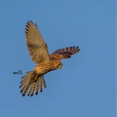 A Common Kestrel hovers in the sky, a behavior characteristic of its hunting technique. Capturing this dynamic suspension in a still image is a rewarding challenge.