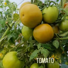 A beautiful cluster of tomatoes beginning to ripen on the vine. We let them mature fully on the plant to develop the best possible flavor and nutritional value.
