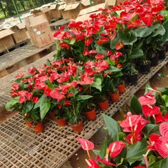 Look at the vibrant color of these Anthurium plants. They are one of my favorites for adding a splash of bright red to any room. These are healthy, blooming, and perfect for gifting or keeping as a cheerful indoor flowering plant.