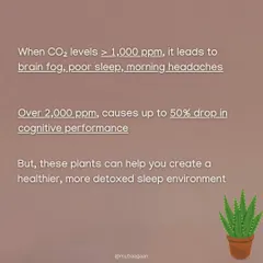High CO2 levels can lead to brain fog and poor sleep. But CAM plants, which release oxygen at night, can help you create a healthier, more detoxed sleep environment.