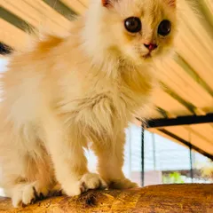 We have a special place for our feline friends too. This little guest is enjoying our cozy, cage-free cattery, a peaceful sanctuary designed just for them.