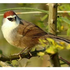 The Chestnut-capped Babbler is a noisy, social bird that lives in reedbeds and tall grass. Its chattering calls are often the first sign of its presence. Believe me, it is a beautiful bird to watch.