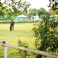 A tranquil scene of a horse grazing in the paddock, framed by lush greenery. This is the everyday beauty of my club.