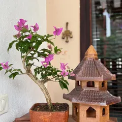 This purple Bougainvillea, paired with a miniature pagoda, creates a serene, zen-like scene. It's a perfect example of how these flowering outdoor bonsai trees can transform a simple corner into a peaceful retreat.