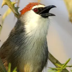 A Chestnut-capped Babbler calling out. Its red eye and chestnut cap are distinctive features. These birds are a great example of a species that is heard more easily than it is seen.