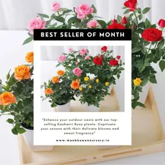 Meet our bestseller of the month, the stunning Kashmiri Rose. These plants bring a touch of elegance and a sweet, delicate fragrance to any outdoor space or sunny balcony. They are available in a variety of beautiful colors like red, pink, and orange.