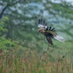 A Marsh Harrier in a focused dive, its wings flared as it prepares to land or strike. This is a great example of capturing peak action in the wild.