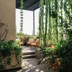 A dense cascade of hanging vines and potted plants creates a lush green curtain on this terrace at Project 1374. This is how we weave landscape into every level of the home.