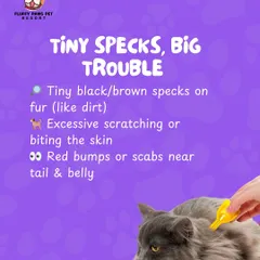 For our cat clients, we pay close attention to signs of fleas. Tiny black or brown specks in the fur are a key indicator, and our team is trained to spot them during a grooming session.
