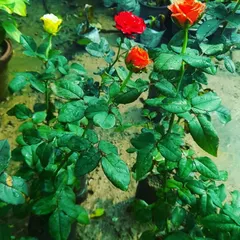 We have a lovely collection of English Roses, including these hybrid varieties in red, yellow, and orange. Their beautiful blooms and fragrance are a wonderful addition to any garden.