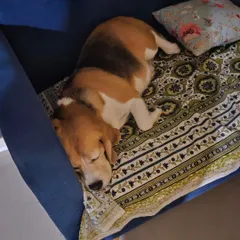 This is what true relaxation looks like. At my home, your dog’s comfort is the top priority, which means they are welcome on the furniture, just like they would be with you. This beagle is enjoying a peaceful nap on the couch.