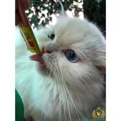 A close-up of a beautiful white cat with blue eyes enjoying a lickable tube treat. We use treats to bond with our guests and make their stay extra special.