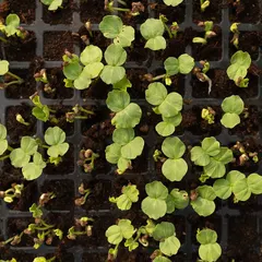 A close look at young seedlings just after germination. At this delicate stage, we ensure they have the perfect conditions to develop strong roots and healthy first leaves.